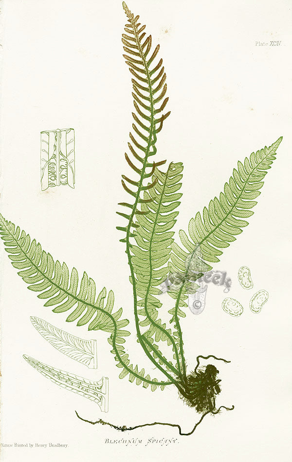 Bradbury Nature Printed Ferns Blechnum Spicani