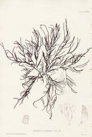 Bradbury Seaweed Ahnfeltia Plicata - Panteek Antique Prints