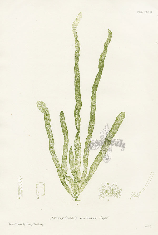 Bradbury Seaweed Asperococcus Echinatus