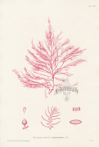 Bradbury Seaweed Bonnemaisonia Asparagoides - Panteek Antique Prints