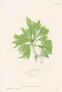Bradbury Seaweed Bryopsis Hypnoides - Panteek Antique Prints
