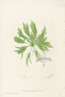 Bradbury Seaweed Bryopsis Plumosa - Panteek Antique Prints