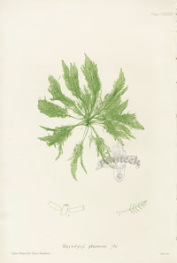 Bradbury Seaweed Bryopsis Plumosa - Panteek Antique Prints