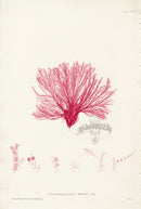 Bradbury Seaweed Callithamnion Affine - Panteek Antique Prints