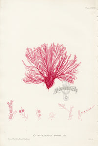 Bradbury Seaweed Callithamnion Affine - Panteek Antique Prints