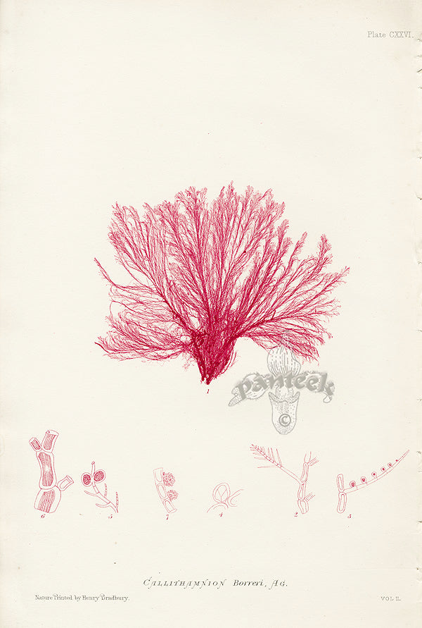 Bradbury Seaweed Callithamnion Affine