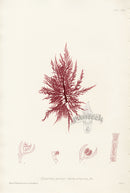 Bradbury Seaweed Callithamnion Tetragonum - Panteek Antique Prints