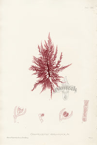Bradbury Seaweed Callithamnion Tetragonum - Panteek Antique Prints