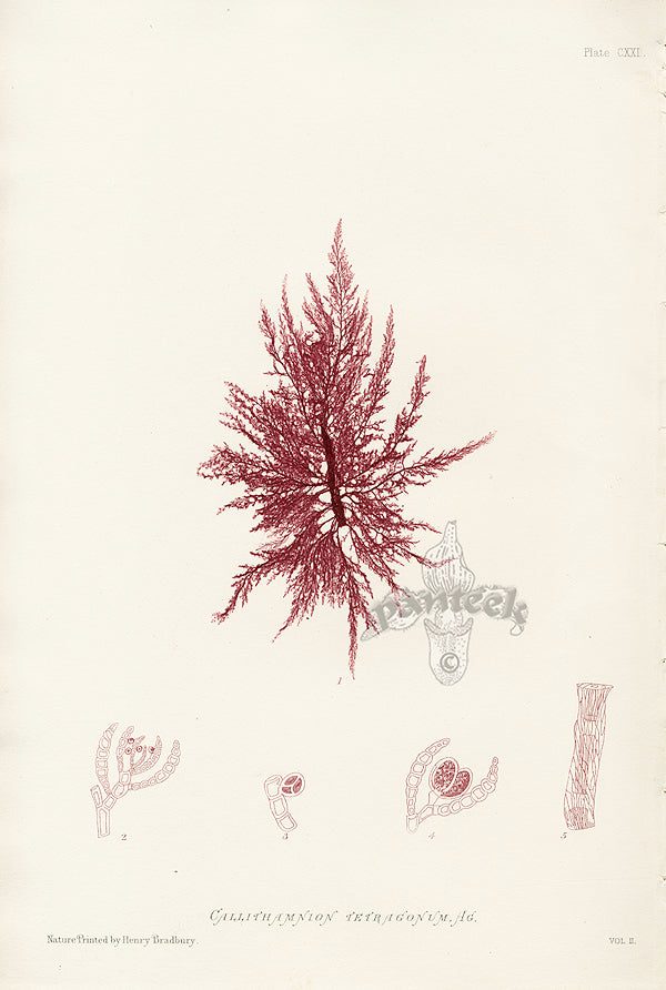 Bradbury Seaweed Callithamnion Tetragonum