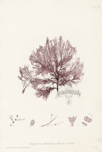 Bradbury Seaweed Ceramium Diaphanum - Panteek Antique Prints