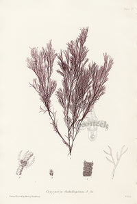 Bradbury Seaweed Ceramium Flabelligerum - Panteek Antique Prints