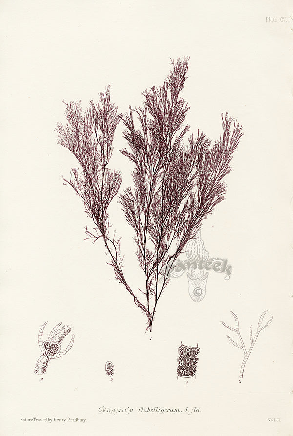 Bradbury Seaweed Ceramium Flabelligerum