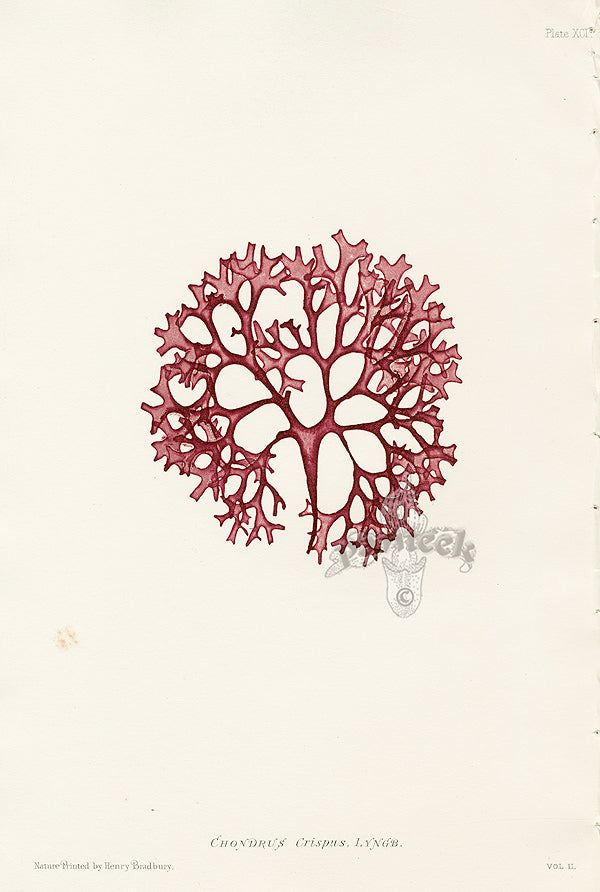 Bradbury Seaweed Chondrus Crispus