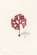 Bradbury Seaweed Chondrus Crispus thick - Panteek Antique Prints