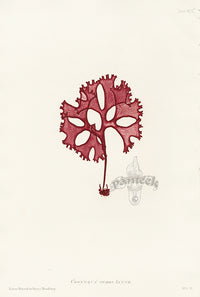 Bradbury Seaweed Chondrus Crispus thick - Panteek Antique Prints