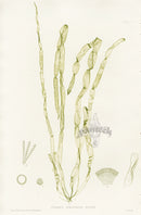 Bradbury Seaweed Chorda Lomentaria - Panteek Antique Prints