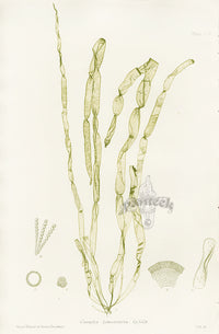 Bradbury Seaweed Chorda Lomentaria - Panteek Antique Prints