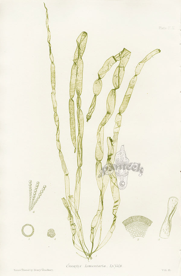 Bradbury Seaweed Chorda Lomentaria