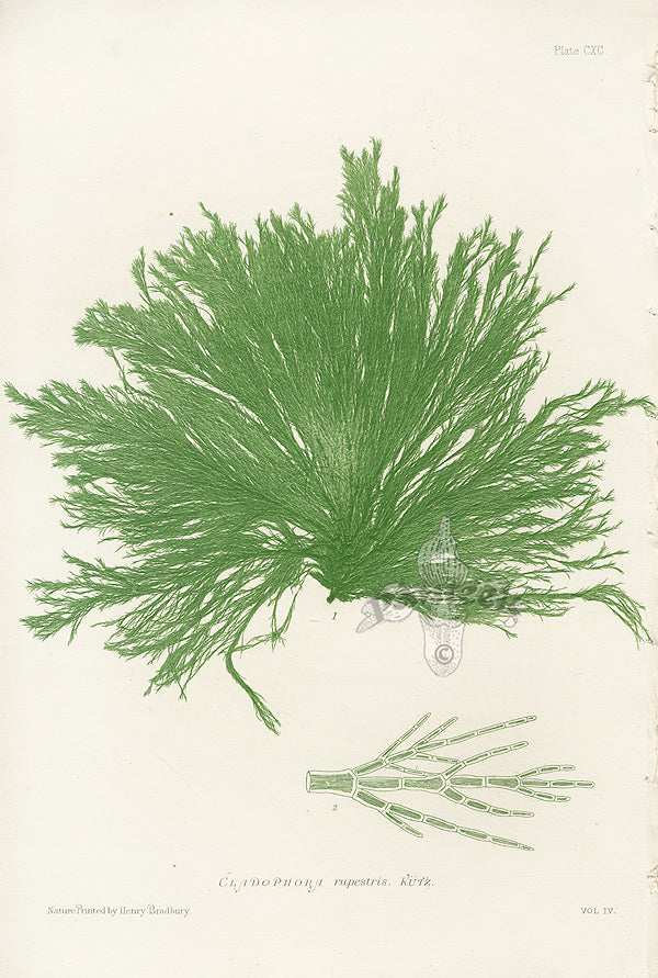 Bradbury Seaweed Cladophora Rupestris