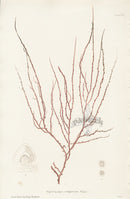 Bradbury Seaweed Cracilaria Compressa - Panteek Antique Prints