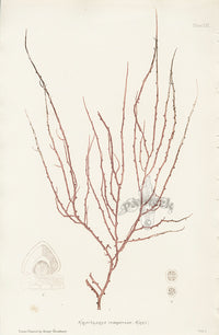 Bradbury Seaweed Cracilaria Compressa - Panteek Antique Prints