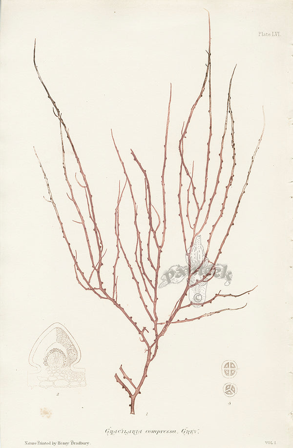 Bradbury Seaweed Cracilaria Compressa