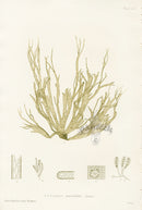 Bradbury Seaweed Cutleria Multifida - Panteek Antique Prints