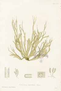 Bradbury Seaweed Cutleria Multifida - Panteek Antique Prints