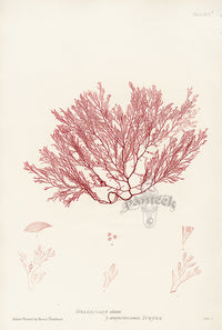 Bradbury Seaweed Delesseria Alata B - Panteek Antique Prints