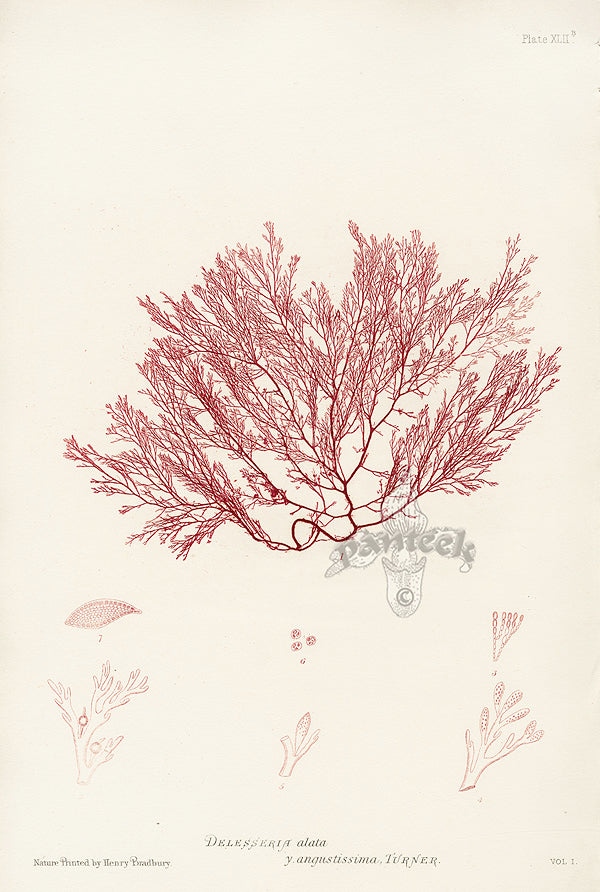 Bradbury Seaweed Delesseria Alata B