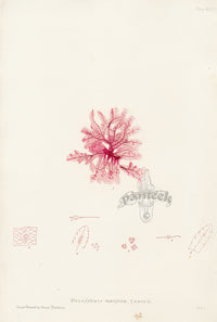 Bradbury Seaweed Delesseria Ruscifolia - Panteek Antique Prints