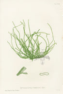 Bradbury Seaweed Enteromorpha Compressa - Panteek Antique Prints