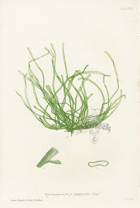 Bradbury Seaweed Enteromorpha Compressa - Panteek Antique Prints