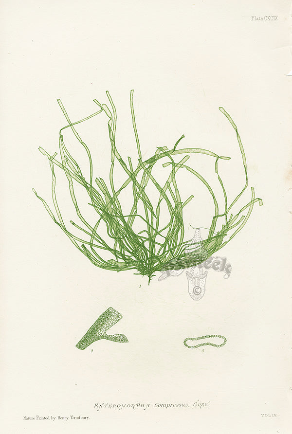 Bradbury Seaweed Enteromorpha Compressa
