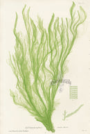 Bradbury Seaweed Enteromorpha Erecta - Panteek Antique Prints