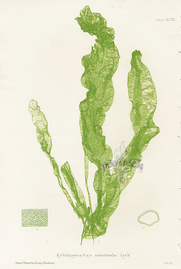 Bradbury Seaweed Enteromorpha Intestinalis