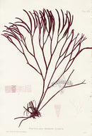 Bradbury Seaweed Furcellaria Fastigiata - Panteek Antique Prints