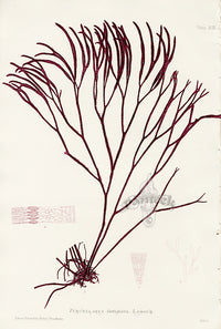 Bradbury Seaweed Furcellaria Fastigiata - Panteek Antique Prints