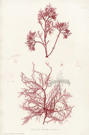 Bradbury Seaweed Gelidium Corneum A - Panteek Antique Prints