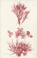 Bradbury Seaweed Gelidium Corneum B - Panteek Antique Prints