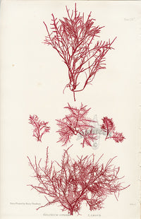 Bradbury Seaweed Gelidium Corneum B - Panteek Antique Prints