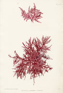 Bradbury Seaweed Gelidium Corneum C - Panteek Antique Prints