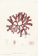 Bradbury Seaweed Gigartina Mamillosa - Panteek Antique Prints
