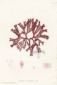 Bradbury Seaweed Gigartina Mamillosa - Panteek Antique Prints