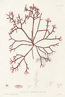 Bradbury Seaweed Gigartina Pistillata - Panteek Antique Prints