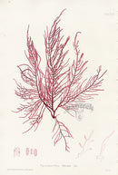 Bradbury Seaweed Grateloupia Filicina - Panteek Antique Prints