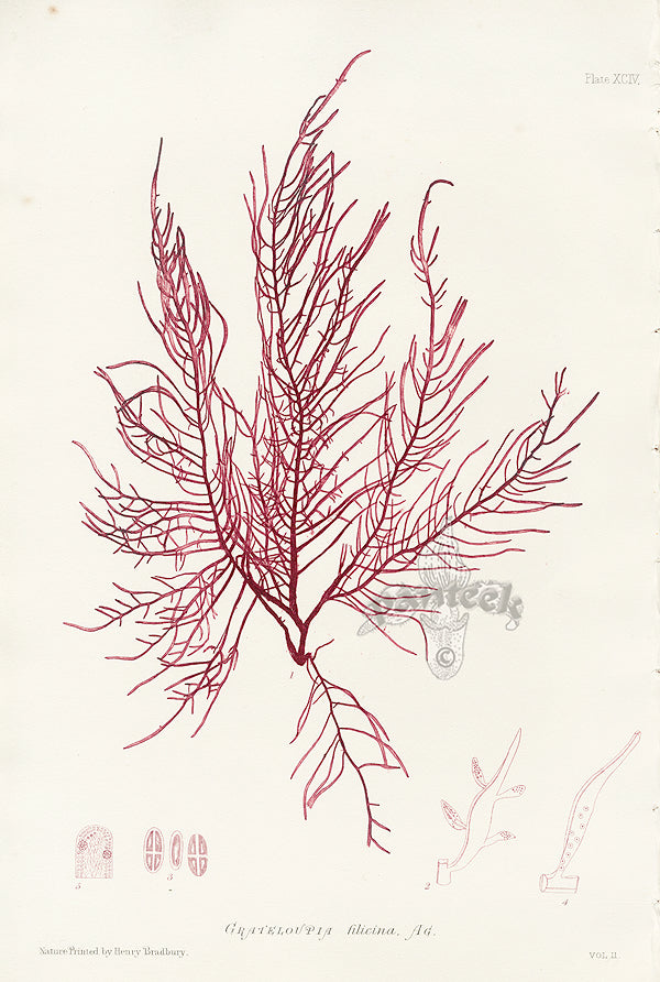 Bradbury Seaweed Grateloupia Filicina