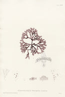 Bradbury Seaweed Gymnogongrus Norregicus - Panteek Antique Prints