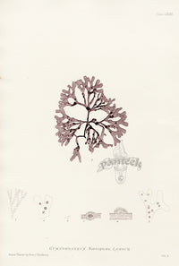 Bradbury Seaweed Gymnogongrus Norregicus - Panteek Antique Prints