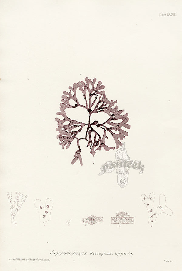 Bradbury Seaweed Gymnogongrus Norregicus